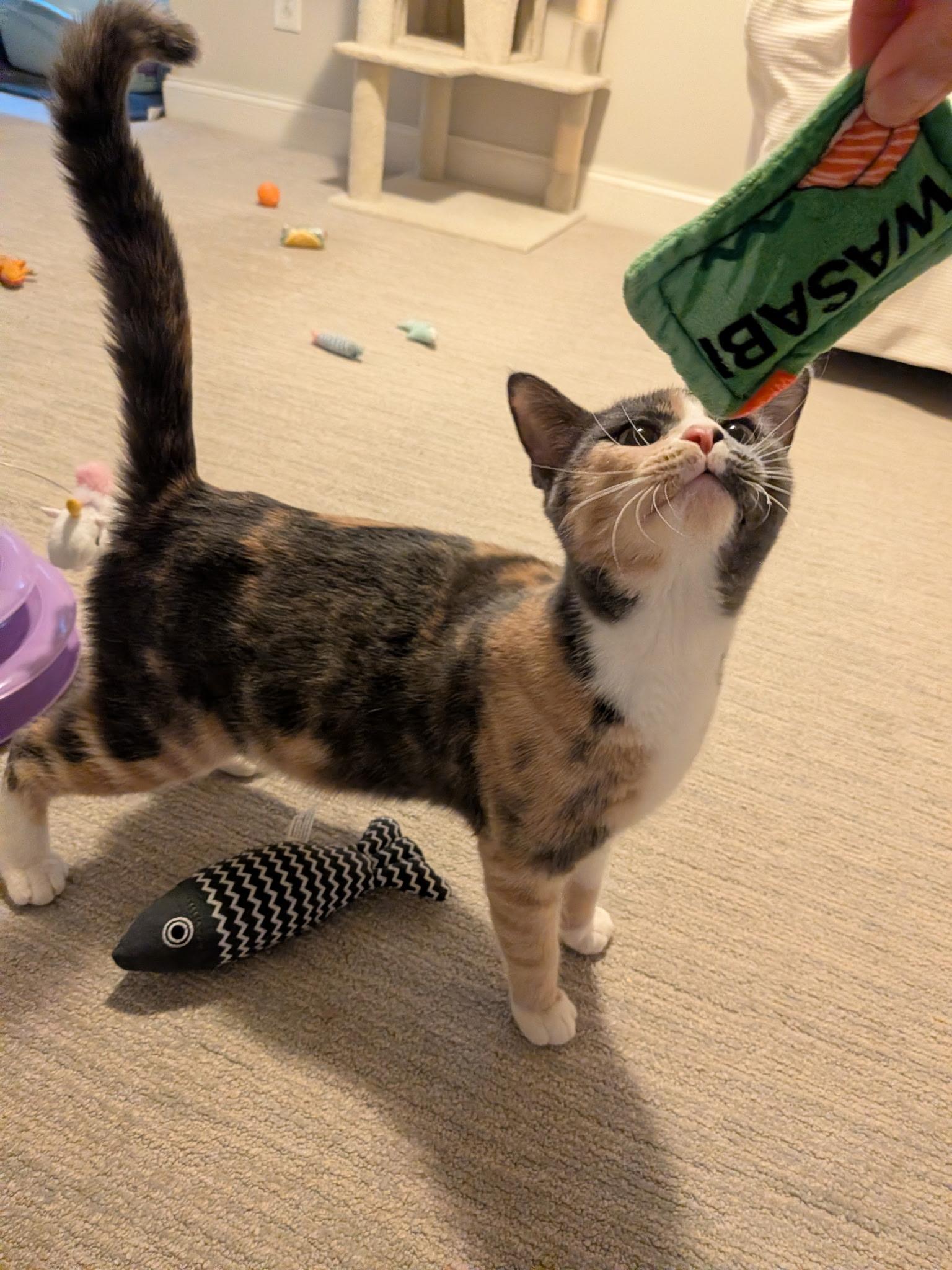 Enlarge Pinky (with Piglet), a ADOPTABLE Domestic Short Hair in Baltimore, MD image 3/5