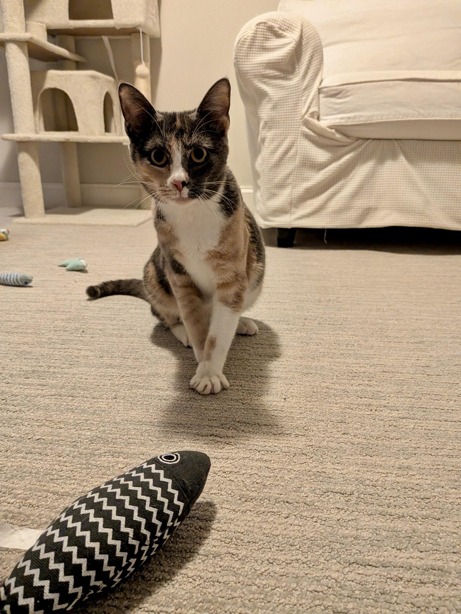 Enlarge Pinky (with Piglet), a ADOPTABLE Domestic Short Hair in Baltimore, MD image 4/5