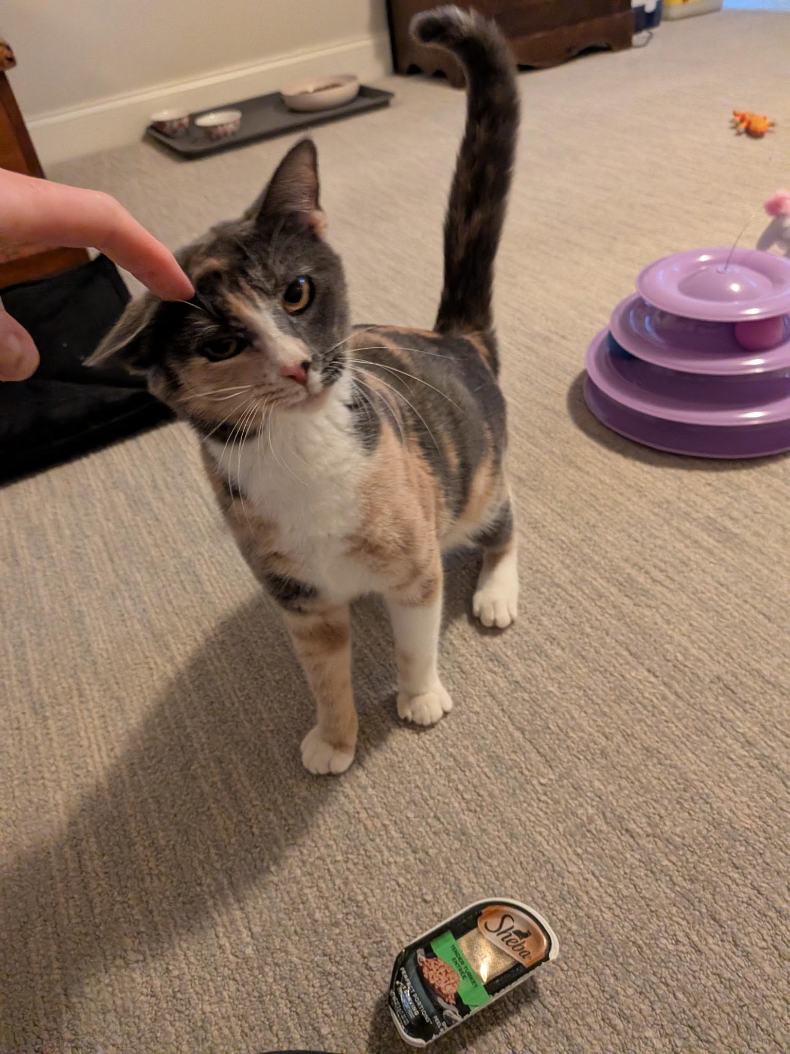 Enlarge Pinky (with Piglet), a ADOPTABLE Domestic Short Hair in Baltimore, MD image 5/5