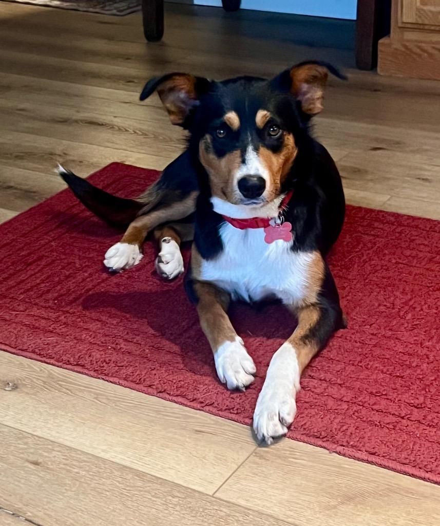 26Lassie, adopted, Young Female Hound.