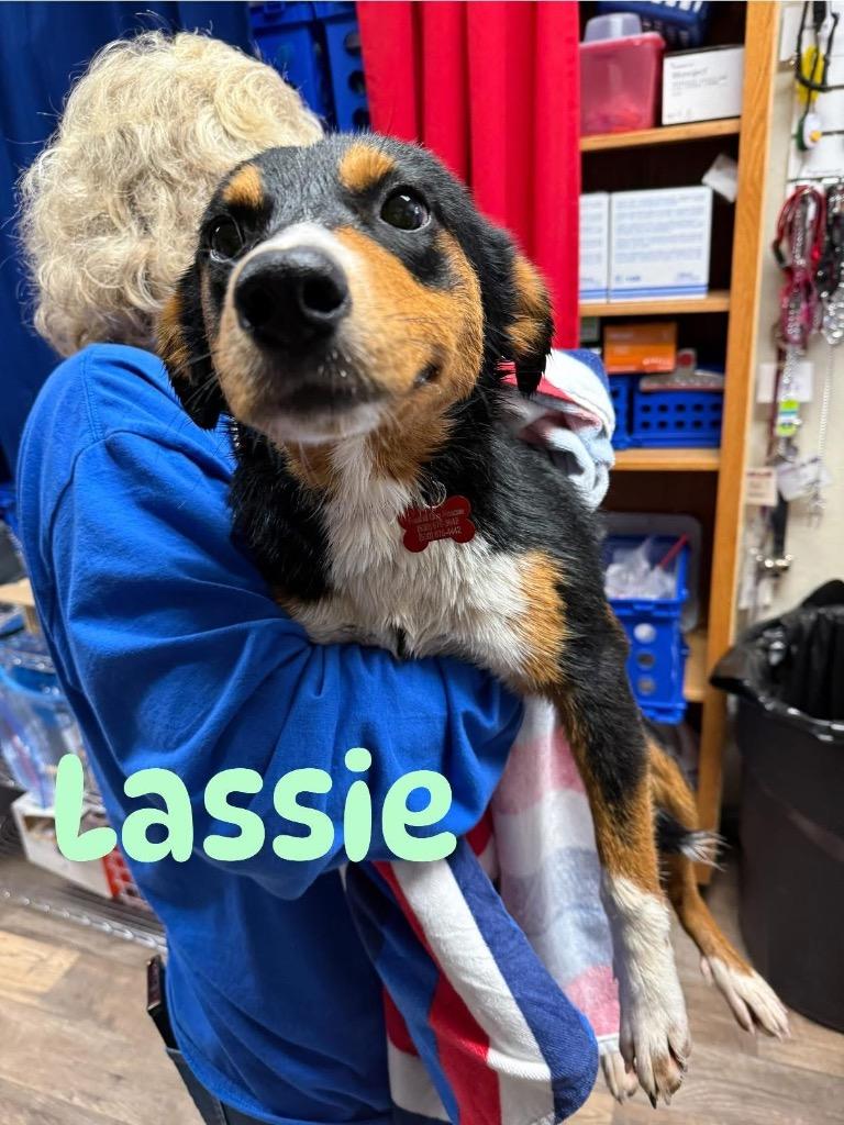 26Lassie, an adopted mixed breed in Shingle Springs, CA image 3/3