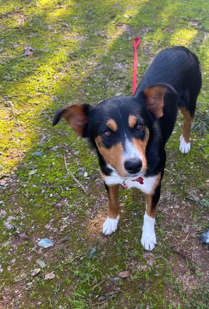 26Lassie, an adopted mixed breed in Shingle Springs, CA image 2/3