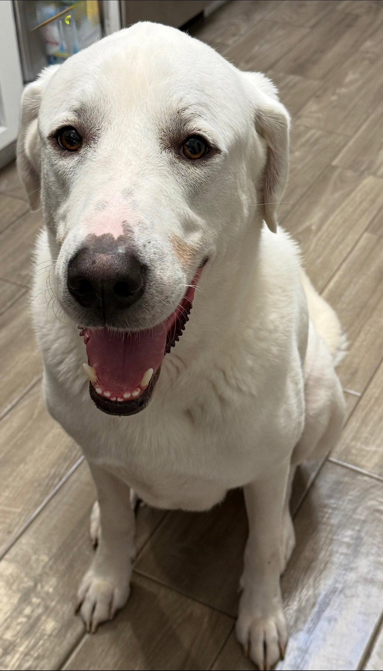 Blanco, Adoptable, Adult Male Great Pyrenees.