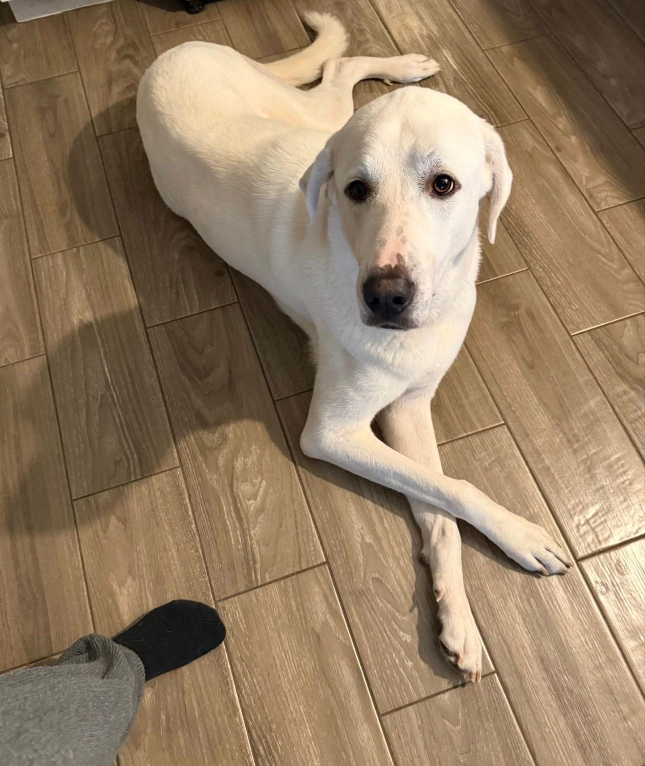 Blanco, Adoptable, Adult Male Great Pyrenees.