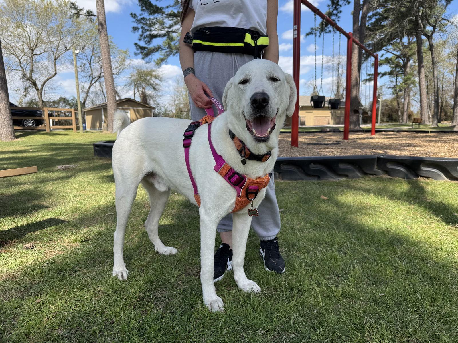 Enlarge Blanco, a Adoptable Great Pyrenees in Houston, TX image 2/3