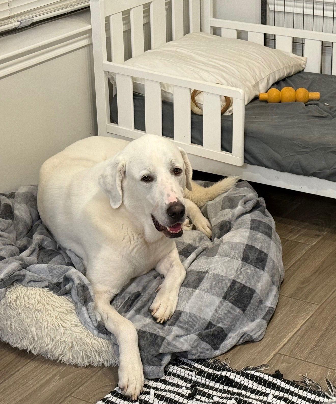 Enlarge Blanco, a Adoptable Great Pyrenees in Houston, TX image 3/3