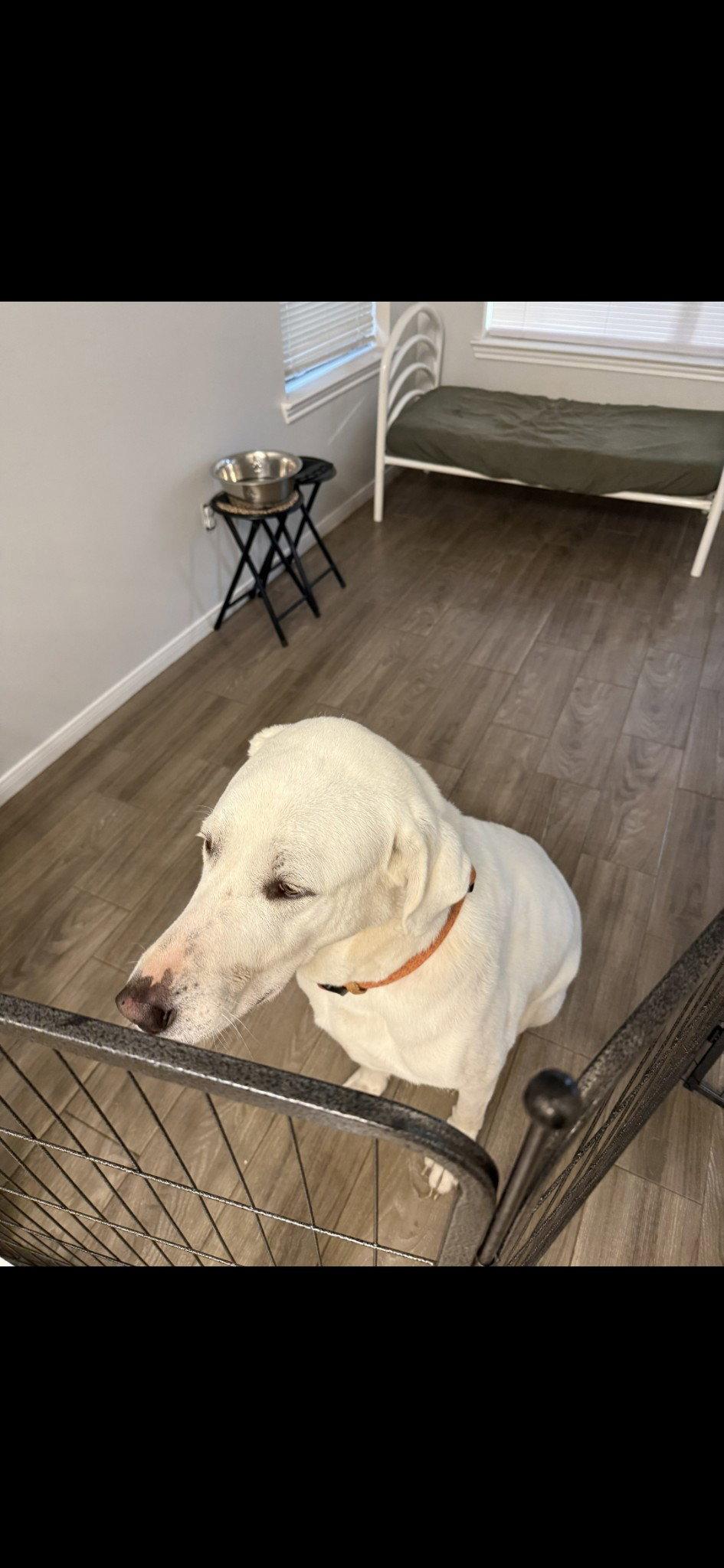 Enlarge Blanco, a Adoptable Great Pyrenees in Houston, TX image 3/3