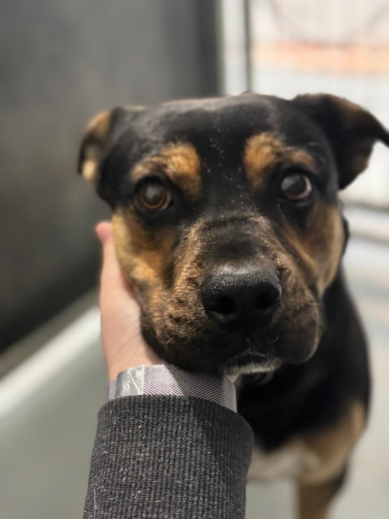 Enlarge Axel, a Adoptable mixed breed in Carthage, MO image 1/2