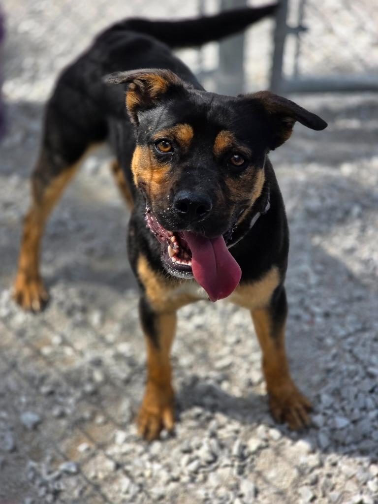 Enlarge Axel, a Adoptable mixed breed in Carthage, MO image 2/2