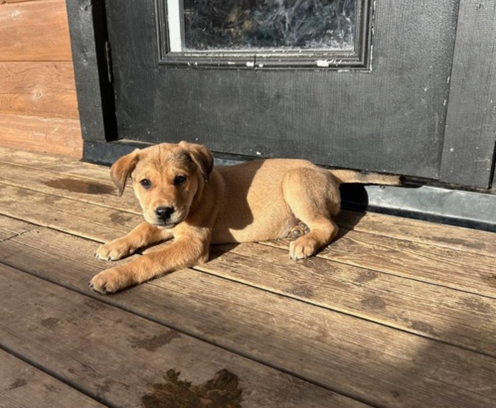 Enlarge Rayna, an adopted mixed breed in Calgary, AB image 2/5