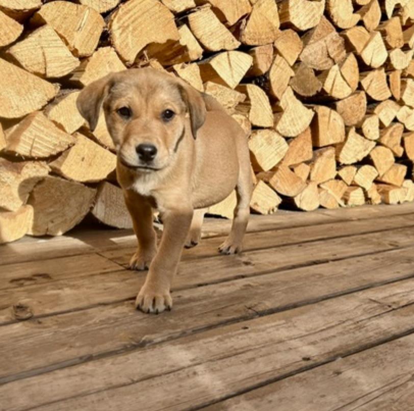 Rayna, adoptable, Puppy Female Labrador Retriever & Shepherd.