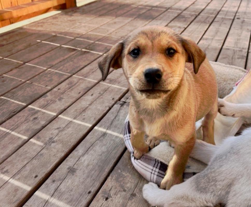 Enlarge Rayna, an adopted mixed breed in Calgary, AB image 3/5