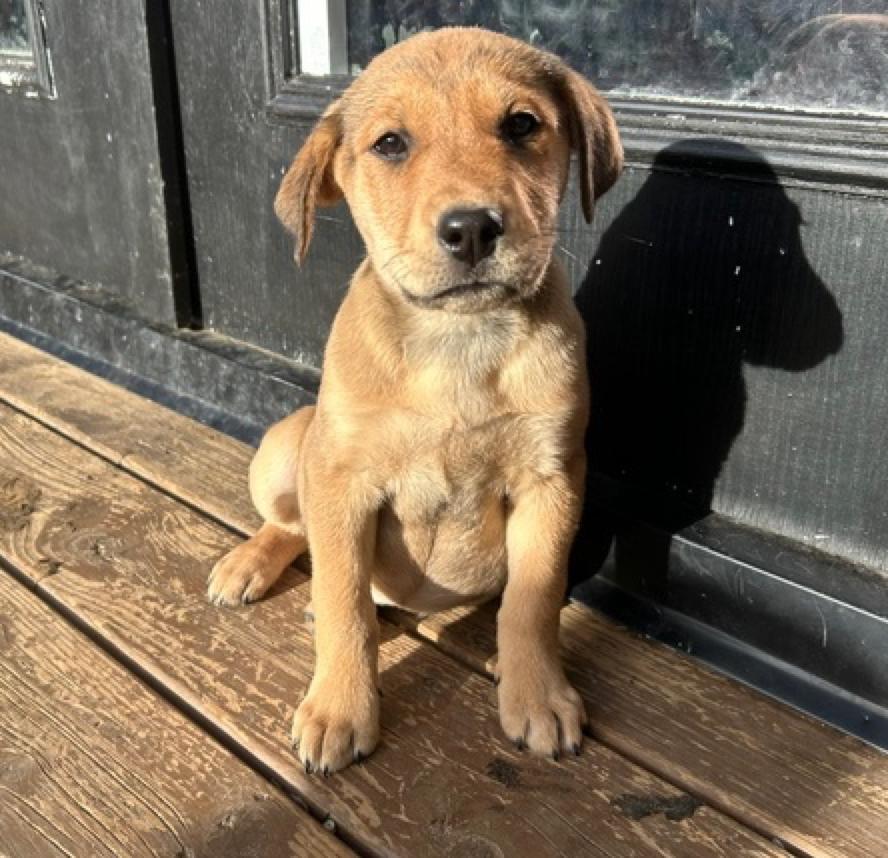 Enlarge Rayna, an adopted mixed breed in Calgary, AB image 4/5