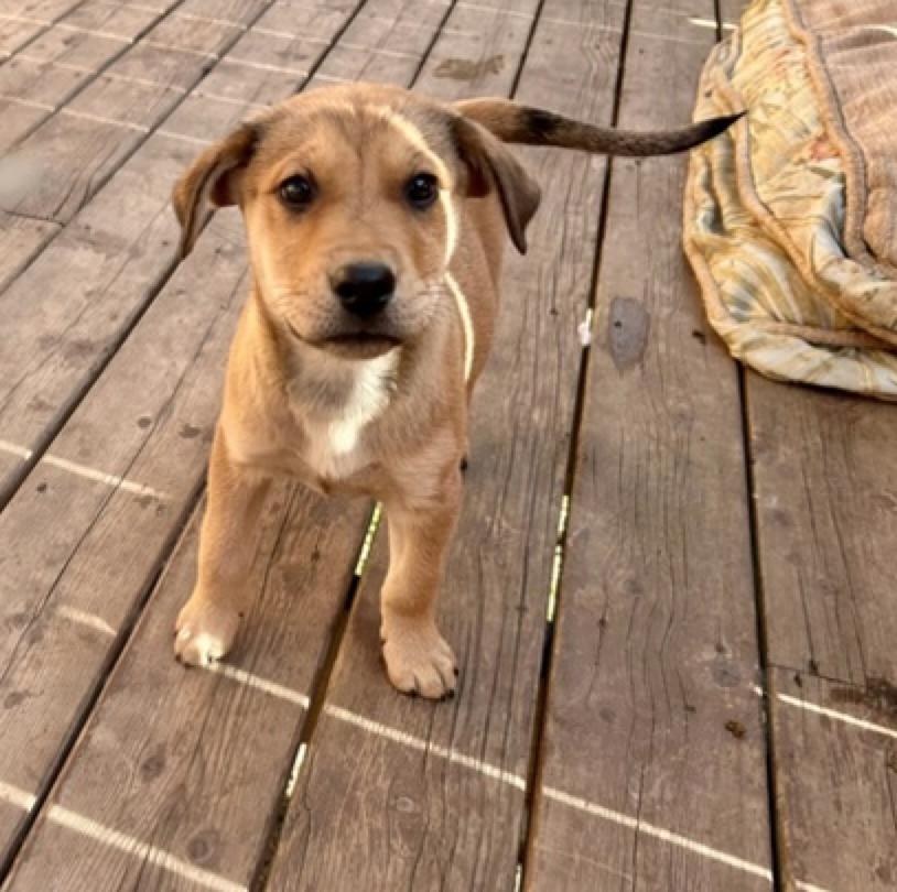 Enlarge Rayna, an adopted mixed breed in Calgary, AB image 5/5