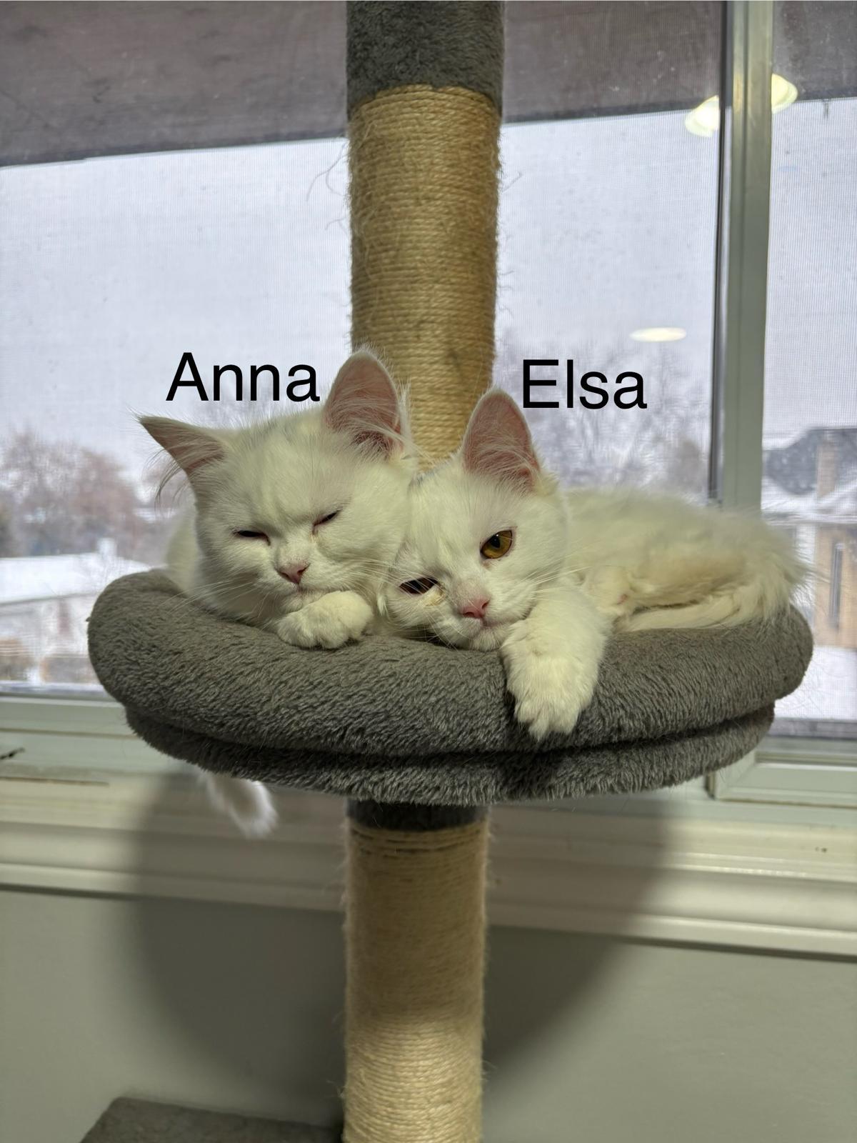 Enlarge Elsa, an adopted mixed breed in Cambridge, ON image 4/5