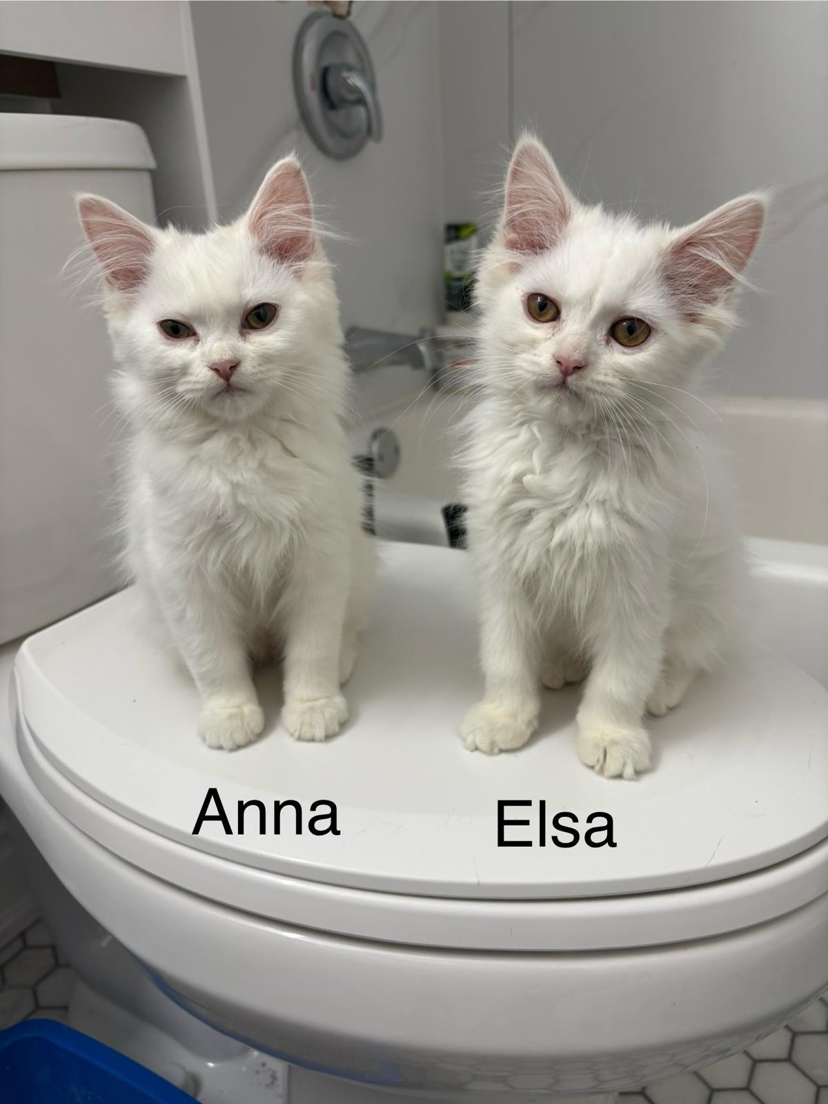 Elsa, adopted, Young Female Scottish Fold & Persian.