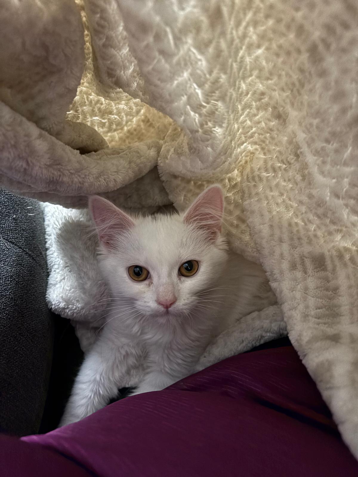 Enlarge Elsa, an adopted mixed breed in Cambridge, ON image 2/5