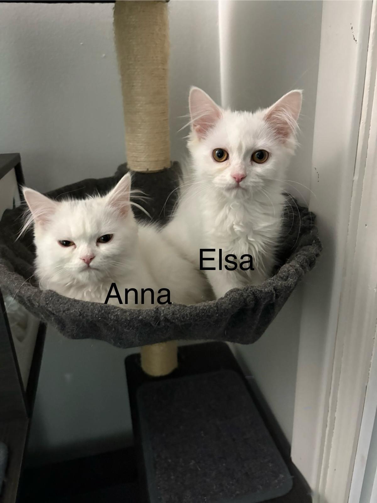 Enlarge Elsa, an adopted mixed breed in Cambridge, ON image 3/5