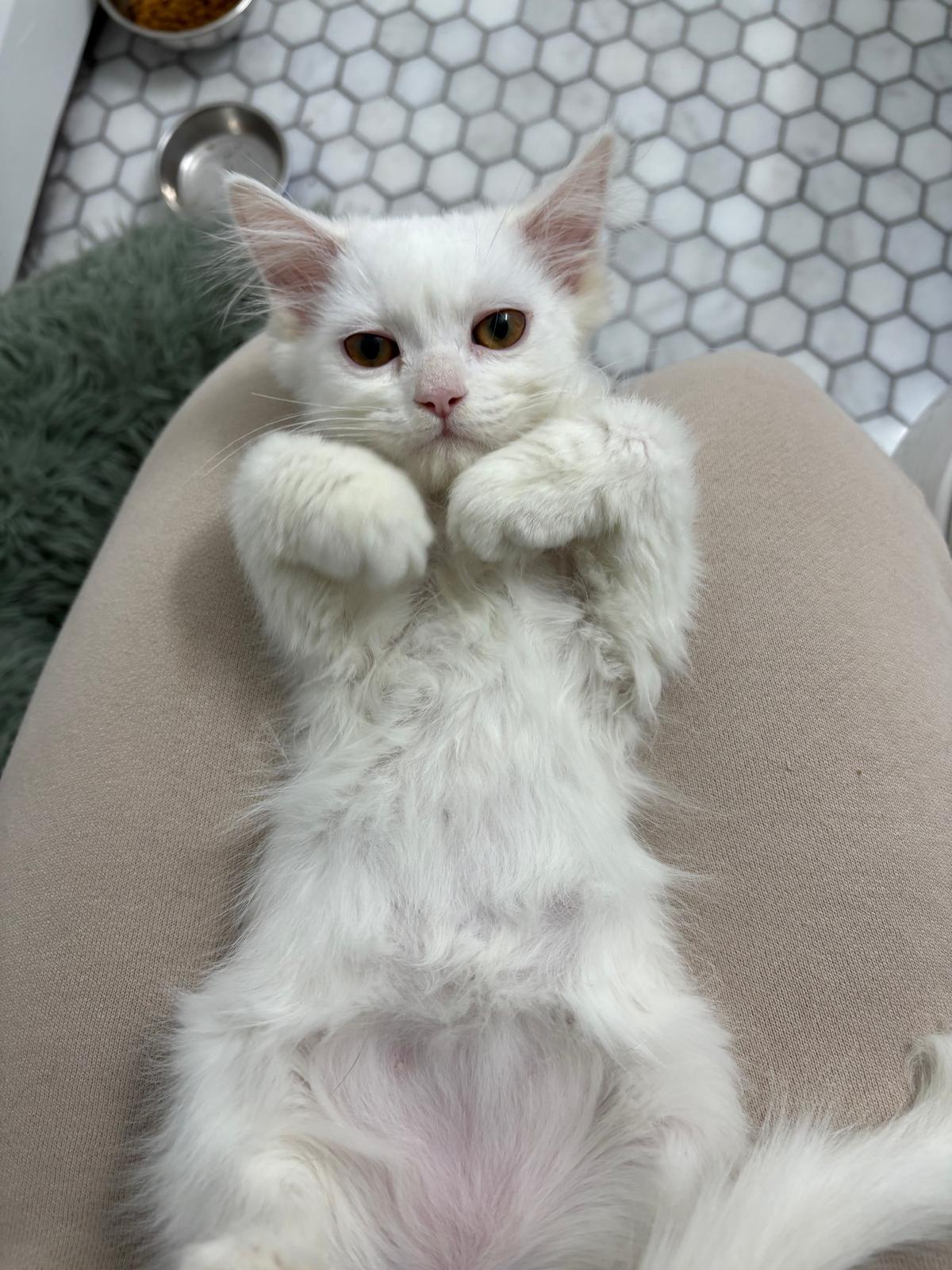 Enlarge Elsa, an adopted mixed breed in Cambridge, ON image 5/5