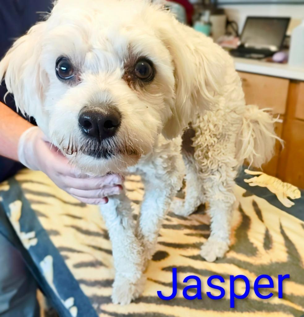 Jasper, Adoptable, Young Male Miniature Poodle & Schnauzer.