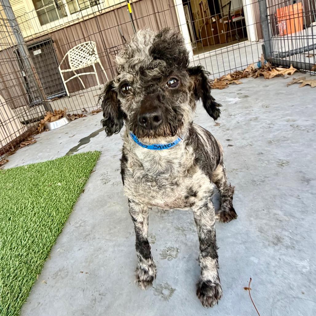 Stitch - Missouri MR26-305, Adoptable, Senior Male Poodle.