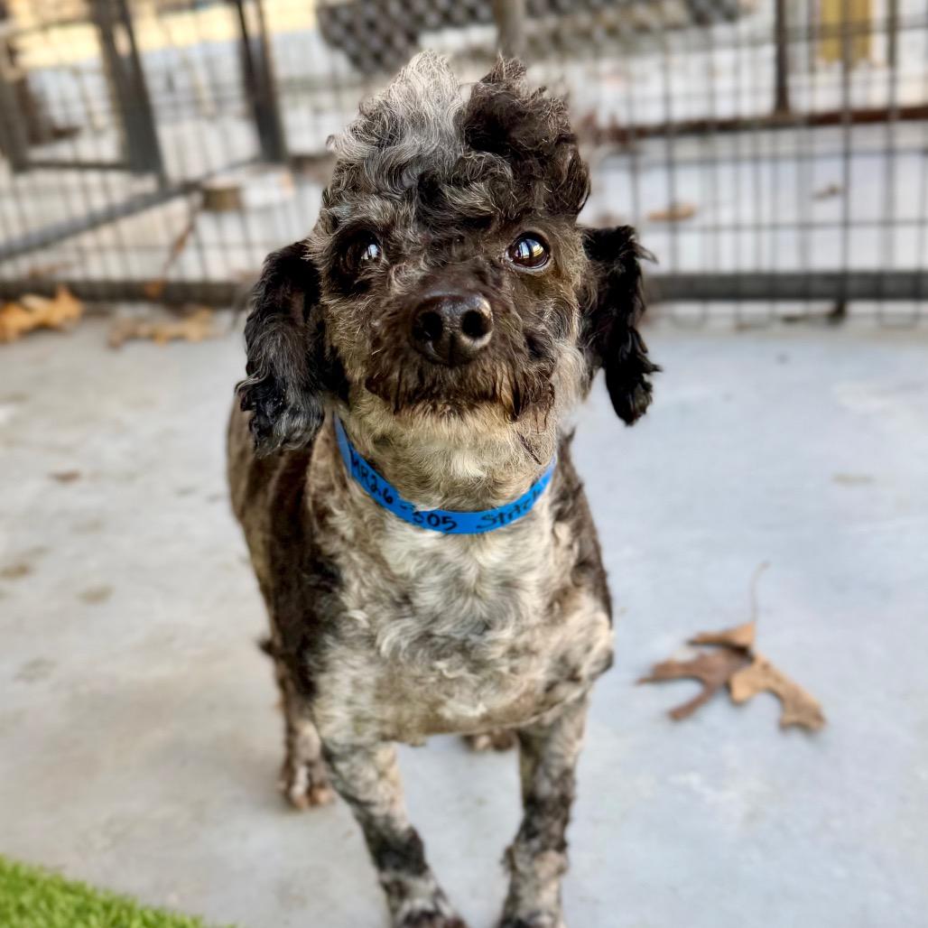 Enlarge Stitch - Missouri MR26-305, a Adoptable Poodle in Peyton, CO image 2/6