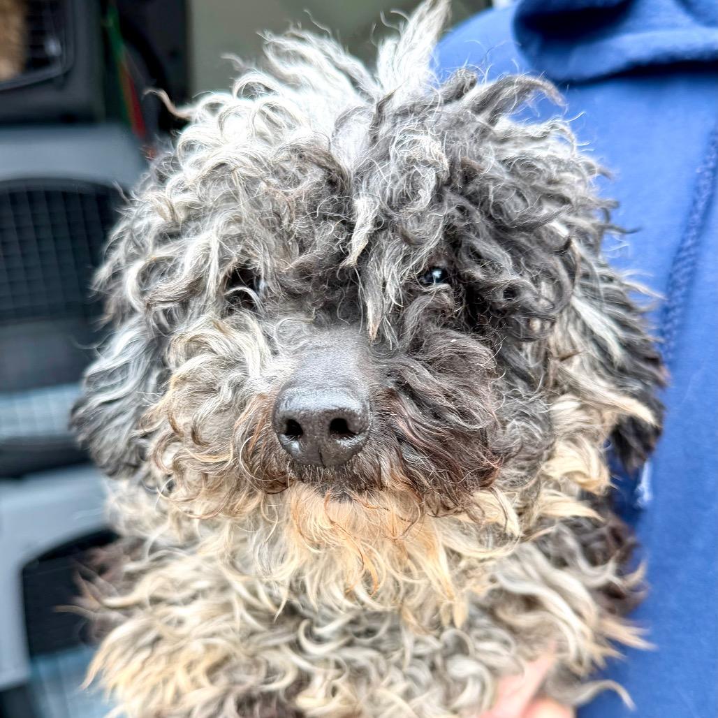 Enlarge Stitch - Missouri MR26-305, a Adoptable Poodle in Peyton, CO image 3/6