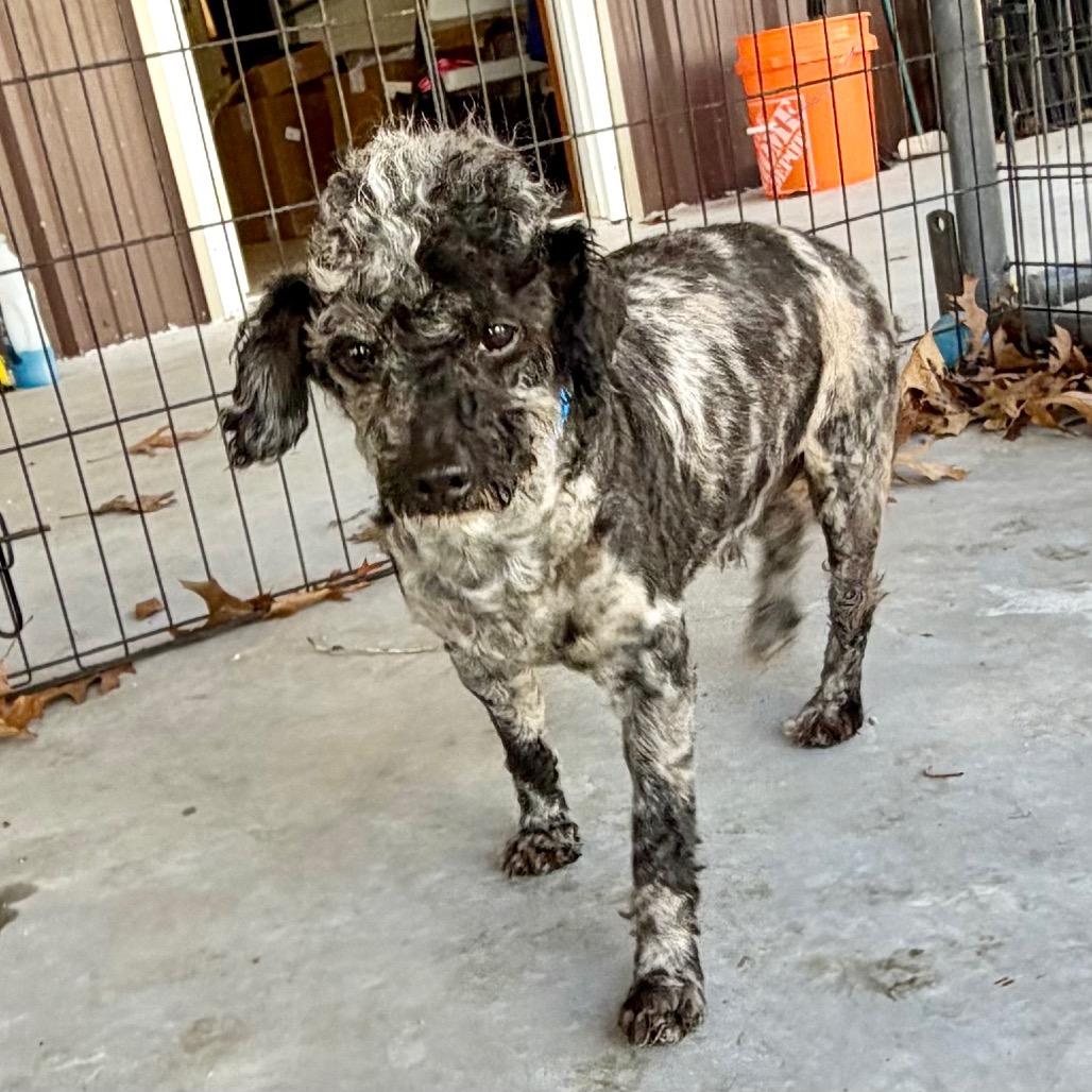 Enlarge Stitch - Missouri MR26-305, a Adoptable Poodle in Peyton, CO image 4/6