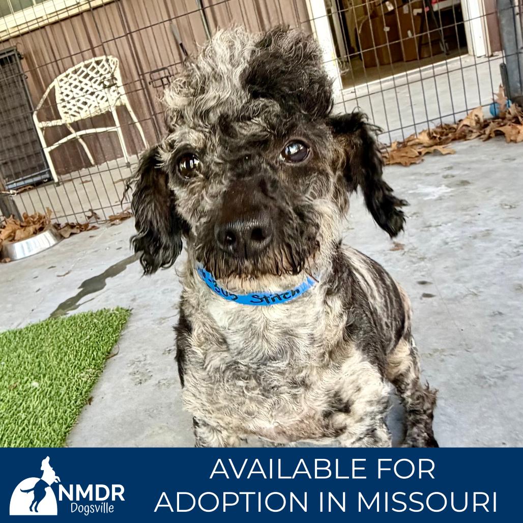 Enlarge Stitch - Missouri MR26-305, a Adoptable Poodle in Peyton, CO image 5/6