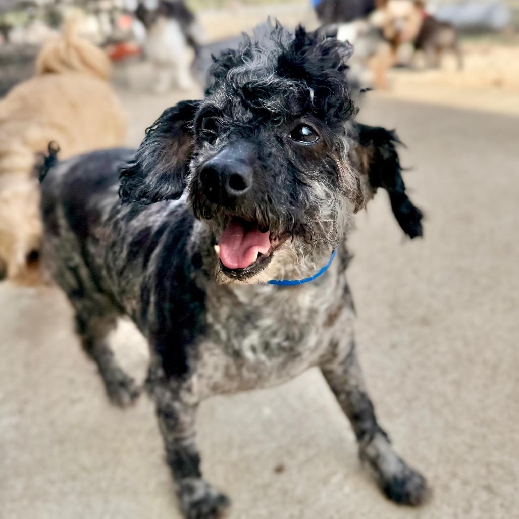 Enlarge Stitch - Missouri MR26-305, a Adoptable Poodle in Peyton, CO image 6/6