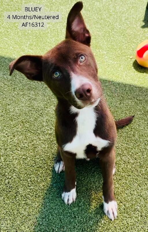 Bluey, Adoptable, Young Male Pit Bull Terrier & Mixed Breed.