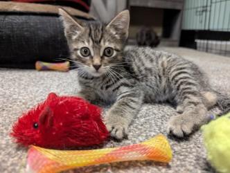 Azaria, Baby Female Domestic Short Hair