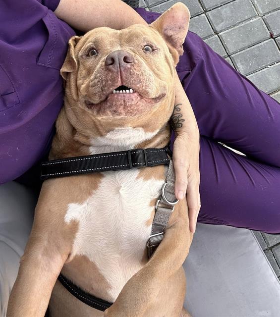 VENICE, Adoptable, Adult Male Mixed Breed.