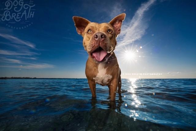 VENICE, Adoptable, Adult Male Mixed Breed.