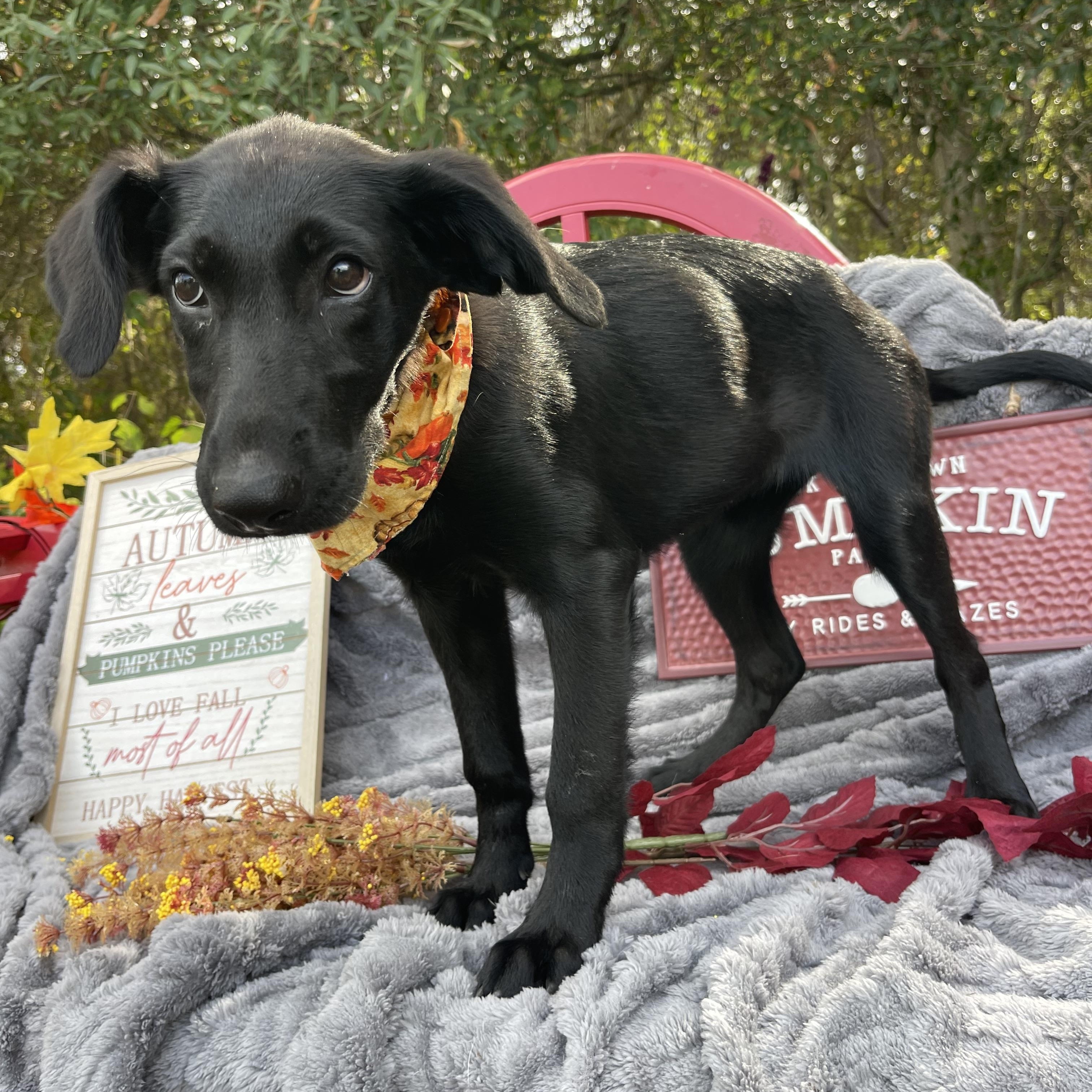 Ghostface thumbnail 6