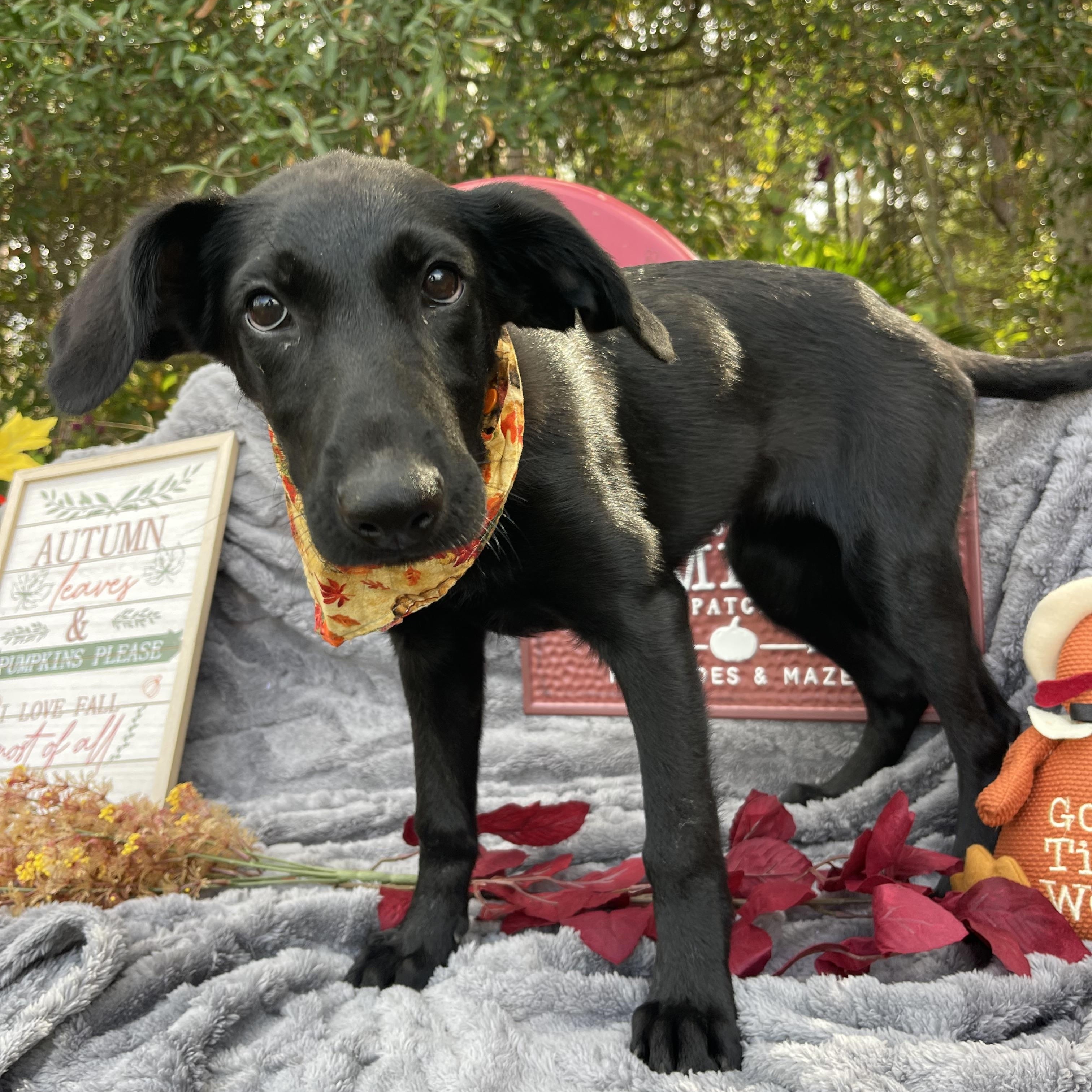 Ghostface thumbnail 4