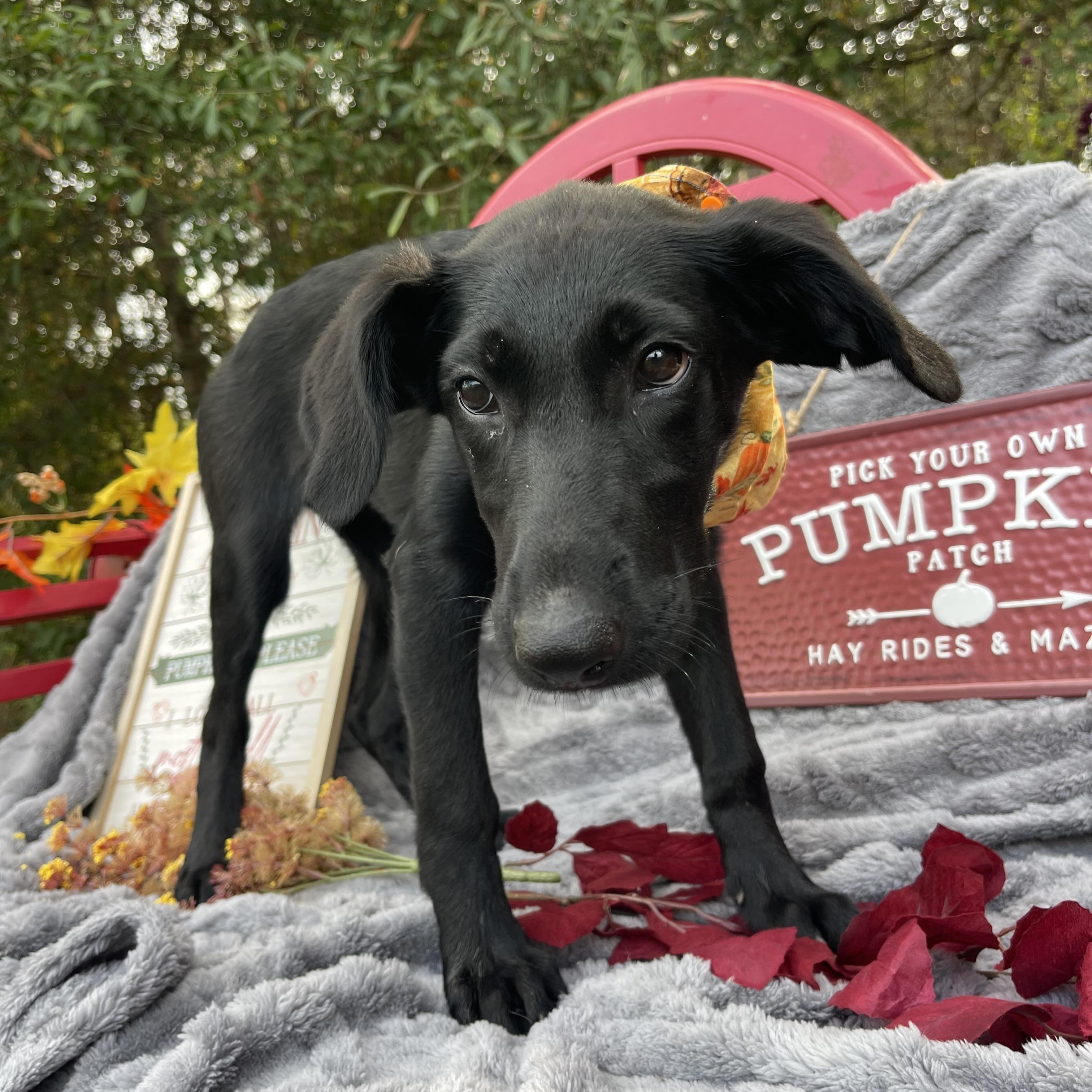 Ghostface thumbnail 5