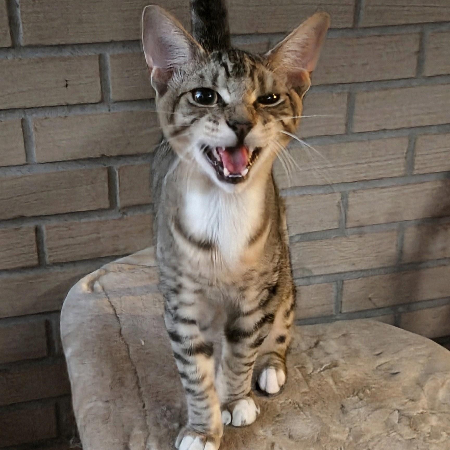 Enlarge Scooter, a Adoptable mixed breed in New Port Richey, FL image 2/6