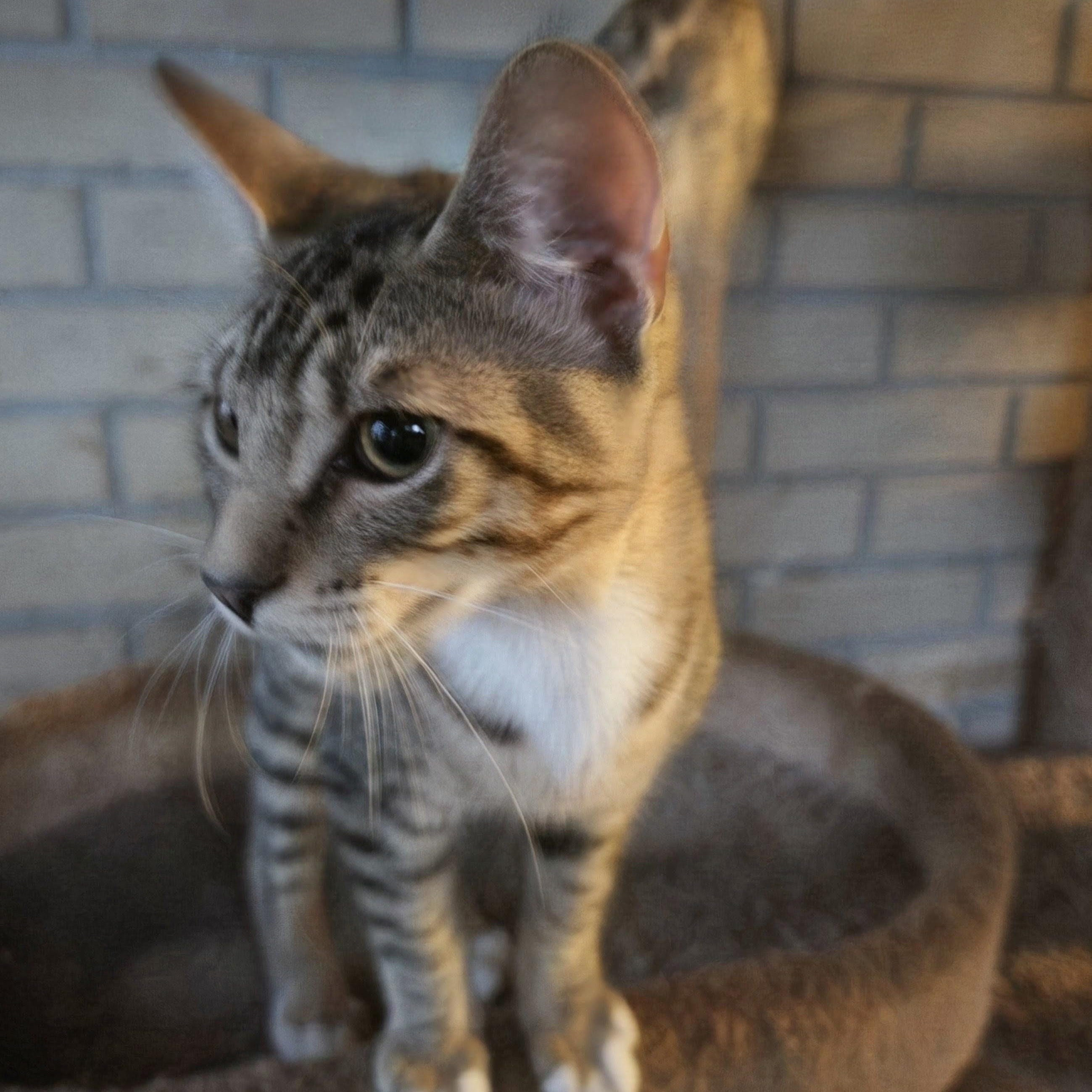 Enlarge Scooter, a Adoptable mixed breed in New Port Richey, FL image 3/6
