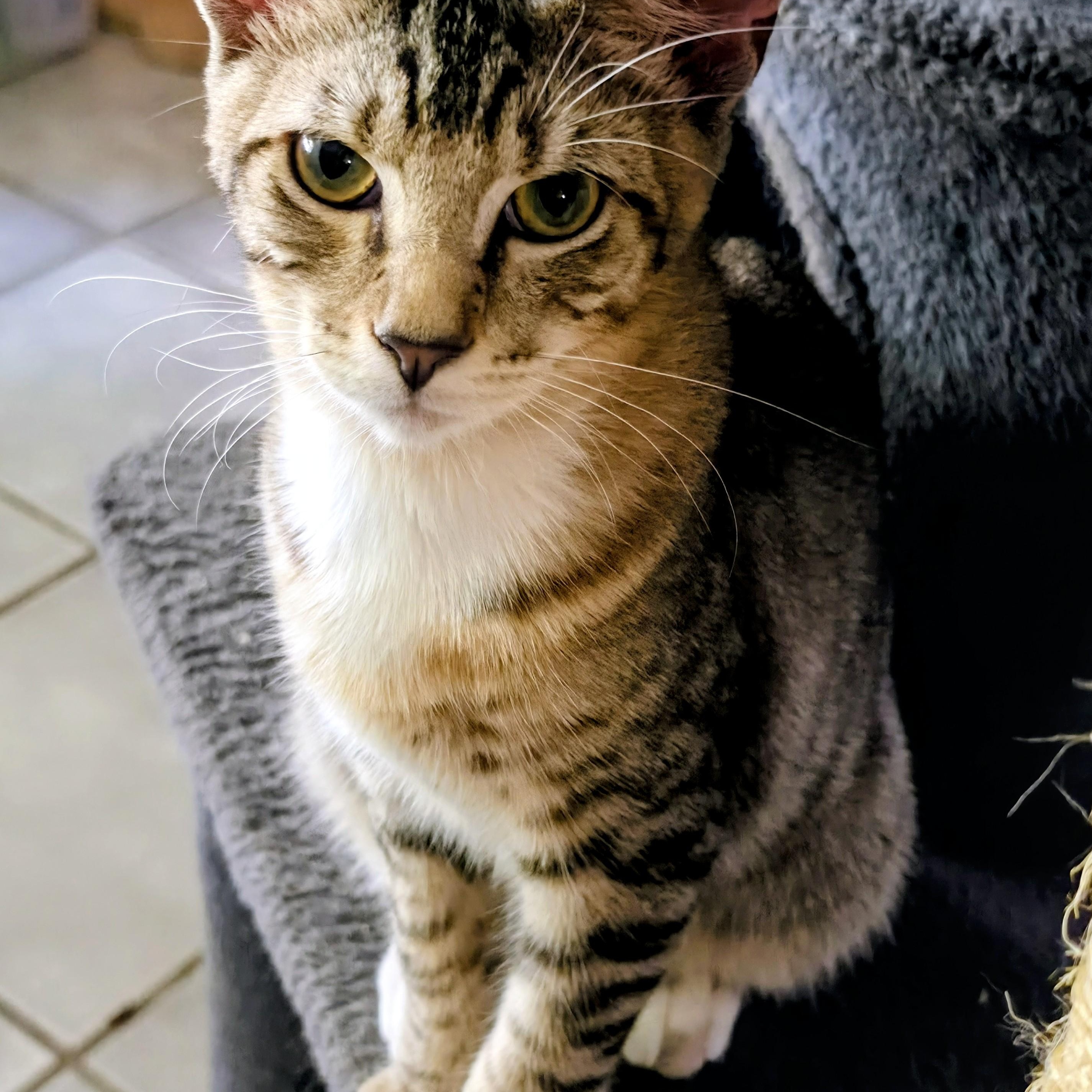 Scooter, Adoptable, Kitten Male Abyssinian & Tabby.