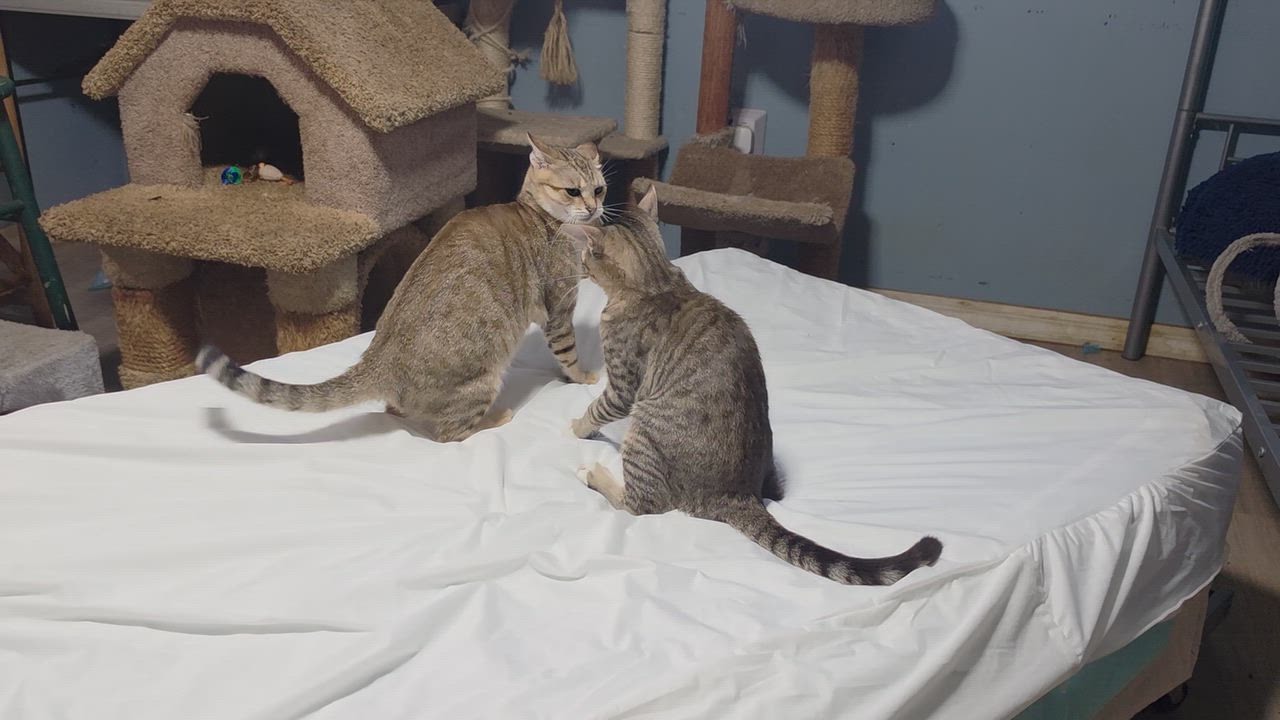 Enlarge Scooter, a Adoptable mixed breed in New Port Richey, FL video 5/6