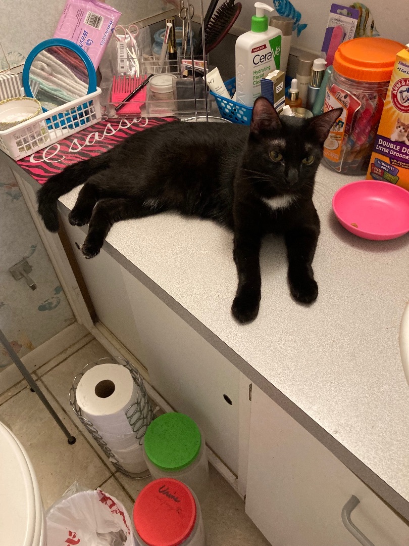 Enlarge Bonnie, a Adoptable Domestic Short Hair in Ormond Beach, FL image 1/1