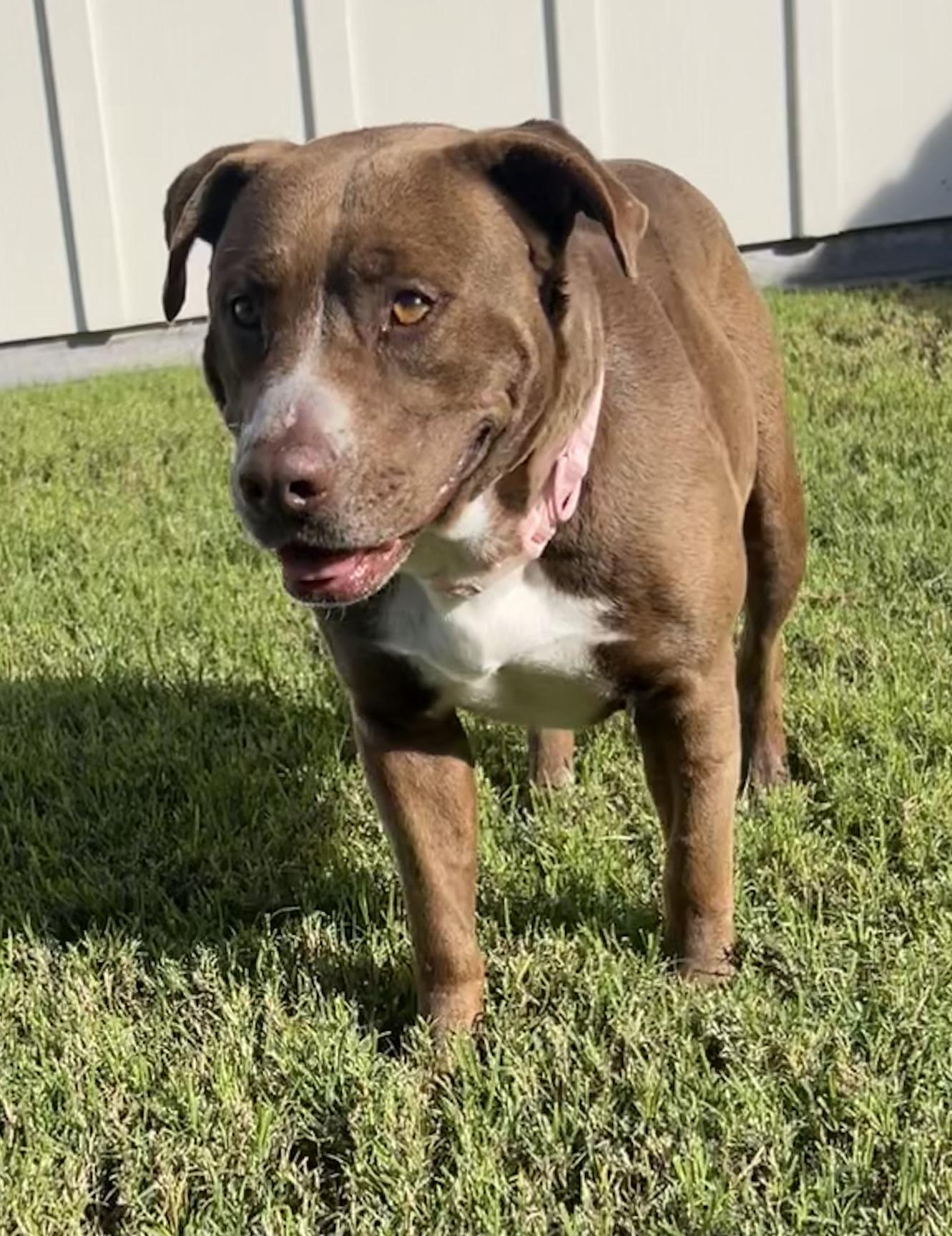 Enlarge Rosie, a ADOPTABLE mixed breed in McAllen, TX image 3/6