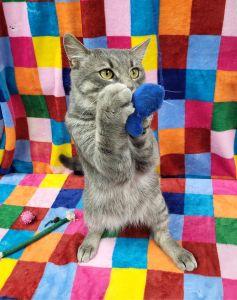 Enlarge Dune, a ADOPTABLE Domestic Short Hair in Bucyrus, OH image 4/4