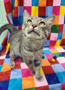 Enlarge Dune, a ADOPTABLE Domestic Short Hair in Bucyrus, OH image 2/4