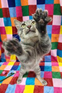 Enlarge Dune, a ADOPTABLE Domestic Short Hair in Bucyrus, OH image 3/4