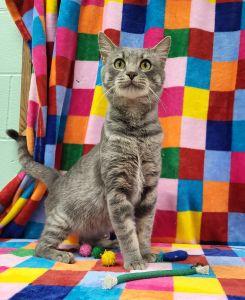 Enlarge Dune, a ADOPTABLE Domestic Short Hair in Bucyrus, OH image 1/4