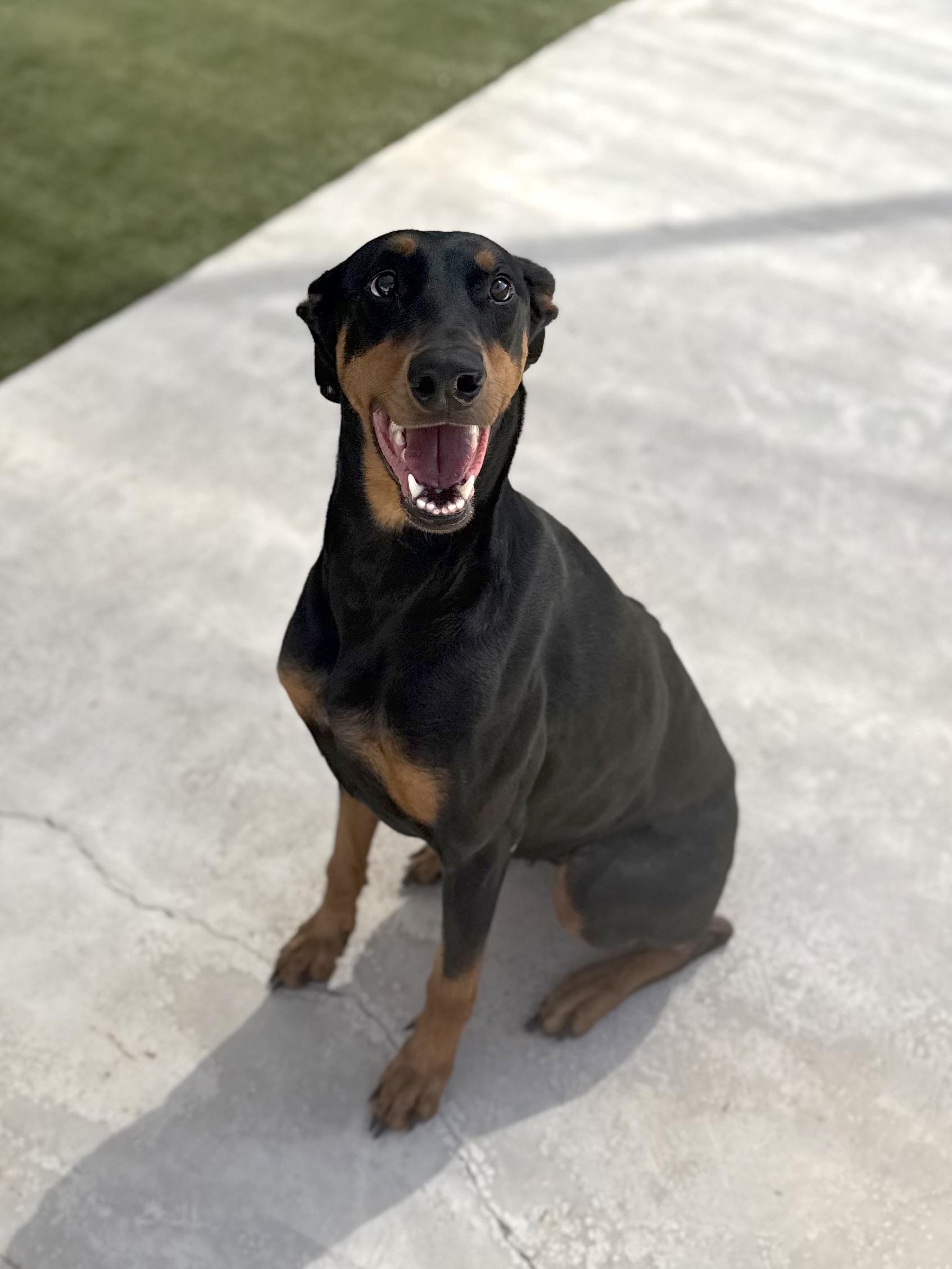 Cassie, Adopted, Adult Female Doberman Pinscher.