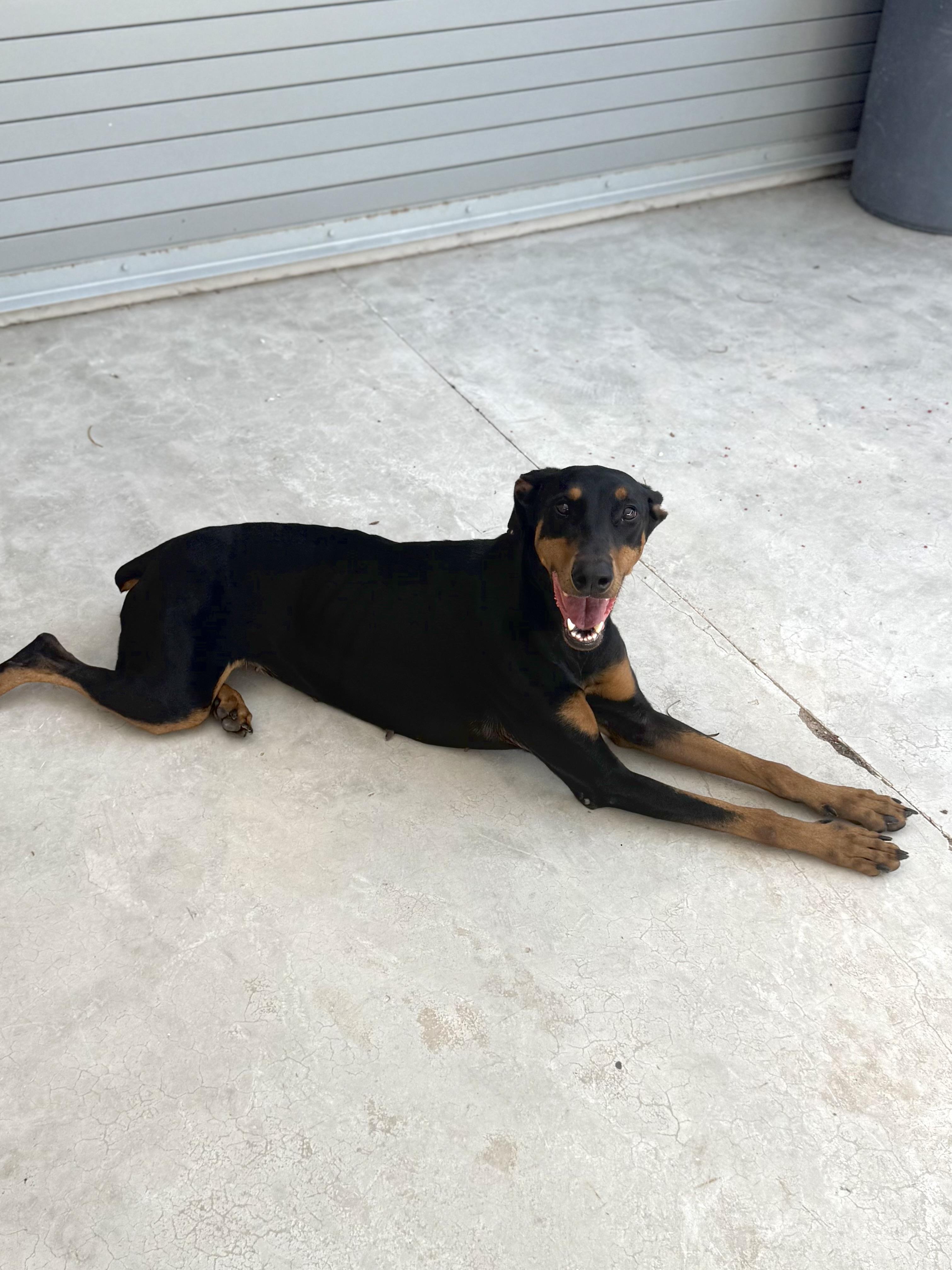 Enlarge Cassie, a Adopted Doberman Pinscher in Boulder City, NV image 4/5