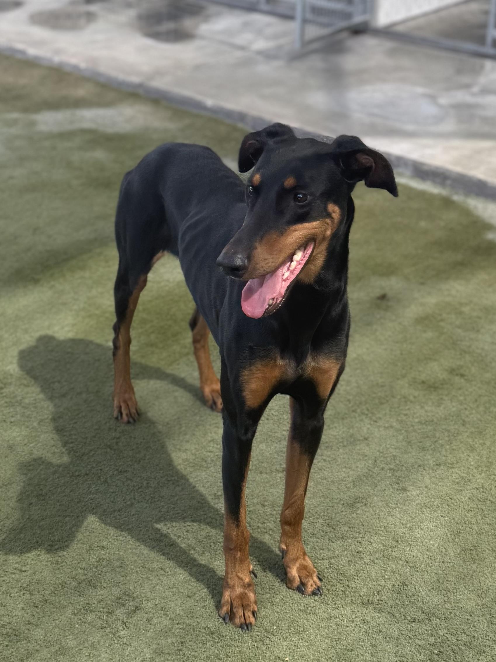 Enlarge Cassie, a Adopted Doberman Pinscher in Boulder City, NV image 3/5